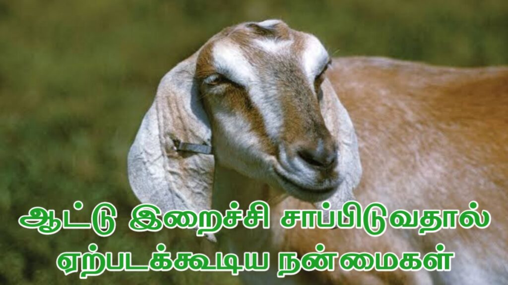 ஆட்டு இறைச்சி நன்மைகள்